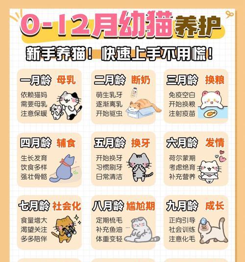 奶猫喂食胖虎粮的正确方法是什么?如何确保营养均衡?
