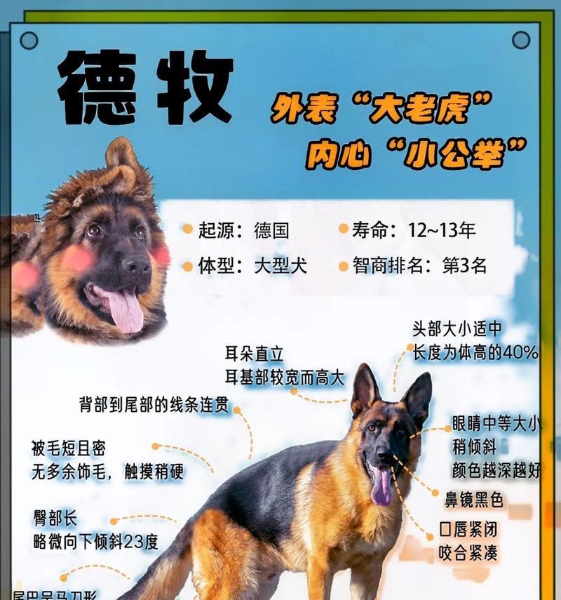 鹤岗狗市德牧售价多少？有无购买渠道？