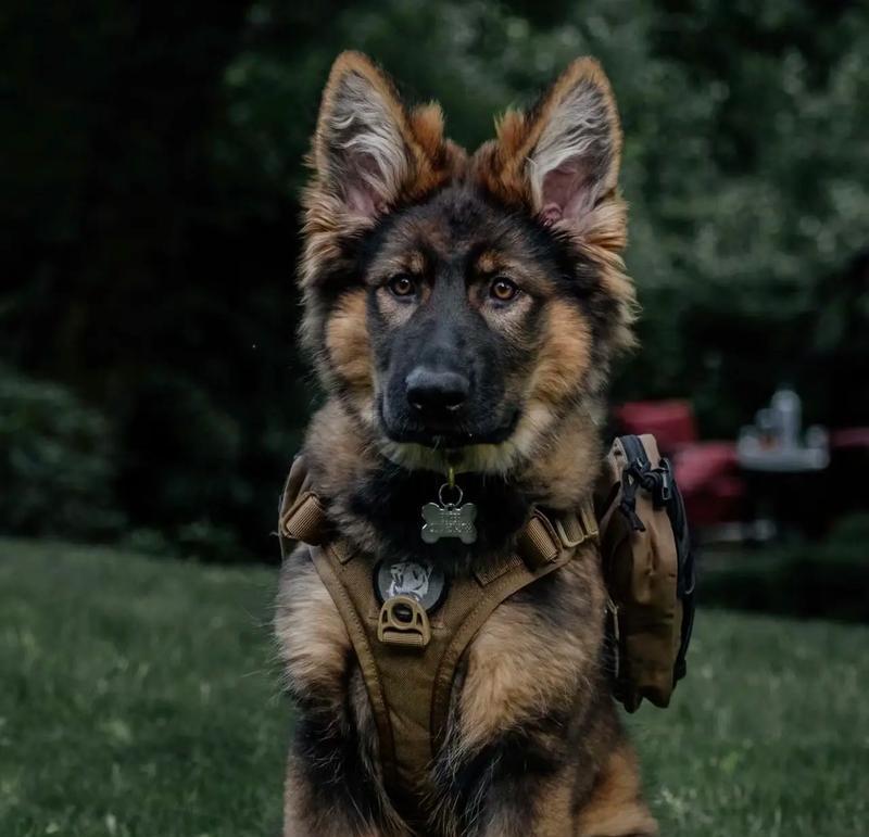 德国牧羊犬的价格是多少？