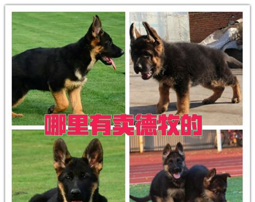 德牧同城放牛服务价格是多少？