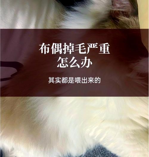 布偶猫背部严重脱毛如何处理?可能原因是什么?