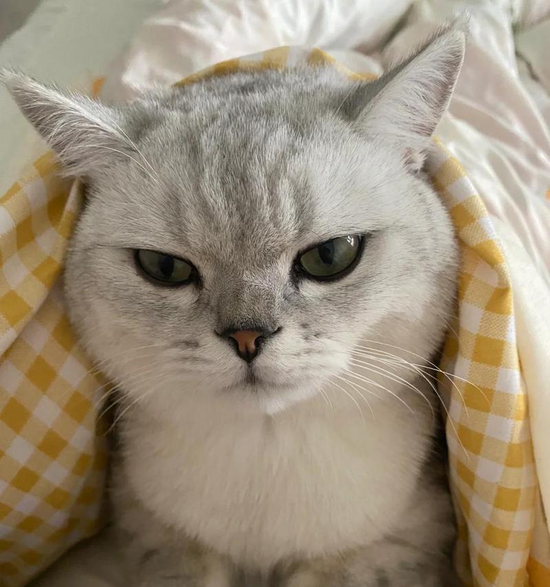 猫咪为何打翻猫粮后会叫?这背后的心理是什么?