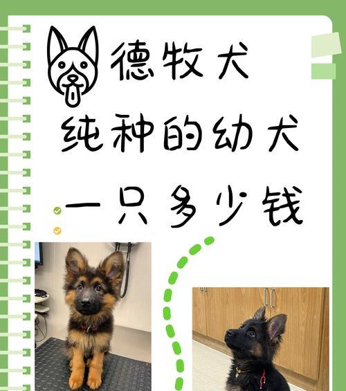 标准德牧的耳距尺寸标准是什么？