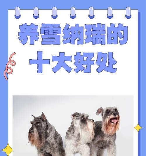 雪纳瑞幼犬修剪毛发需要多少钱？修剪毛发的费用标准是什么？