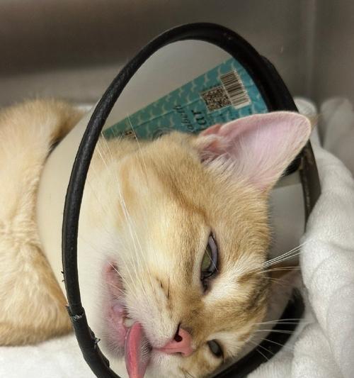 猫咪麻药未醒吃猫粮会有什么后果？