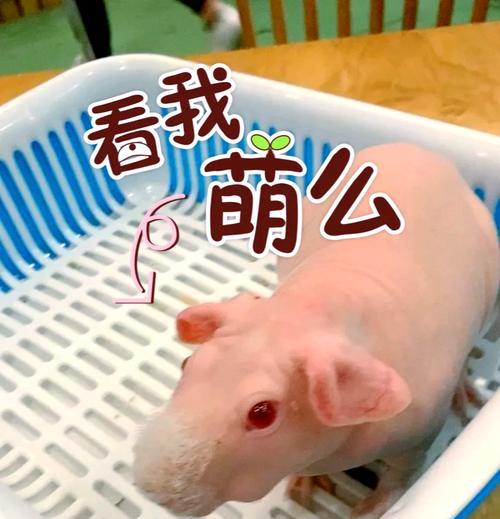 孩子喜欢羊驼怎么办？如何安全地让孩子接触羊驼？