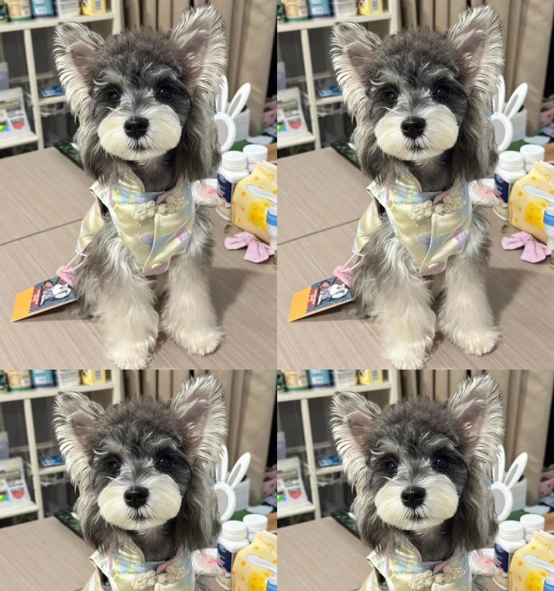 雪纳瑞犬茶杯犬怎么样？这种小型犬适合家庭吗？