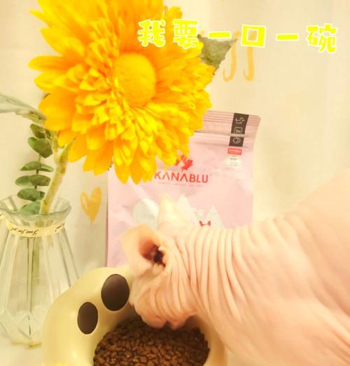 猫咪食用含奶酪的猫粮是否适宜？