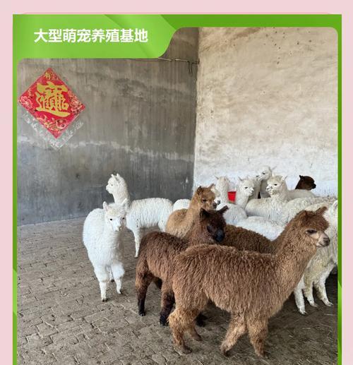 羊驼洗护应选择哪个品牌的用品？如何正确洗护羊驼？