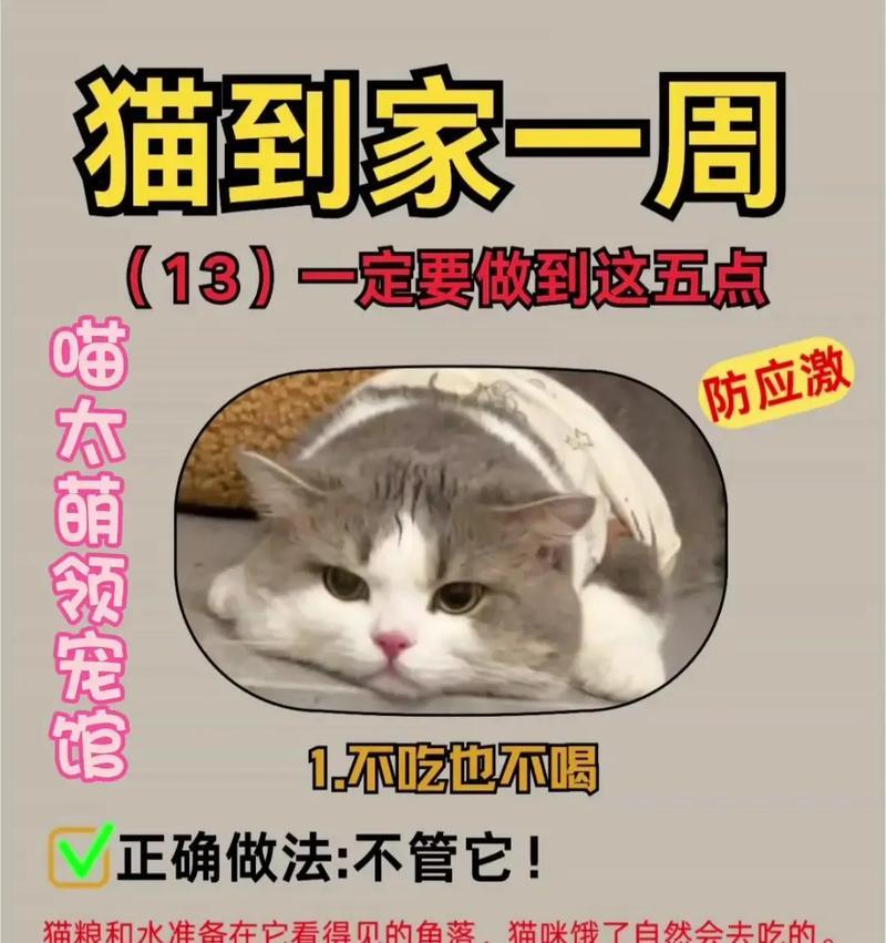 猫不吃湿粮时能否喝奶?