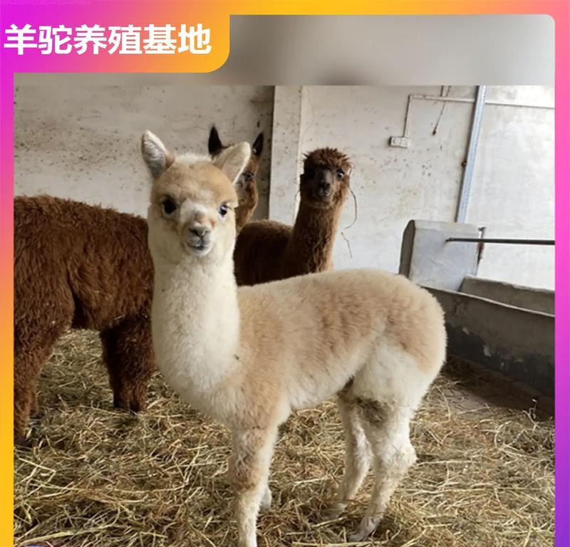 能吸羊驼血液的工具是什么？