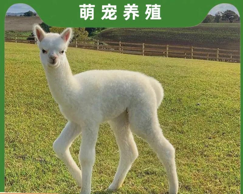 羊驼吹毛机的品牌名称是什么？
