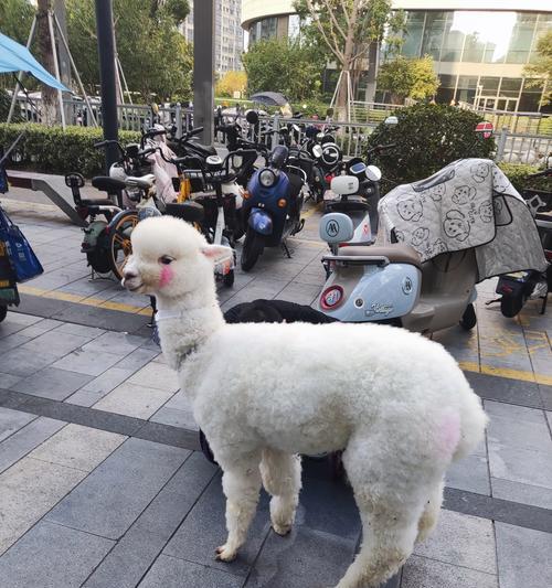 如何调配羊驼上色的颜色？