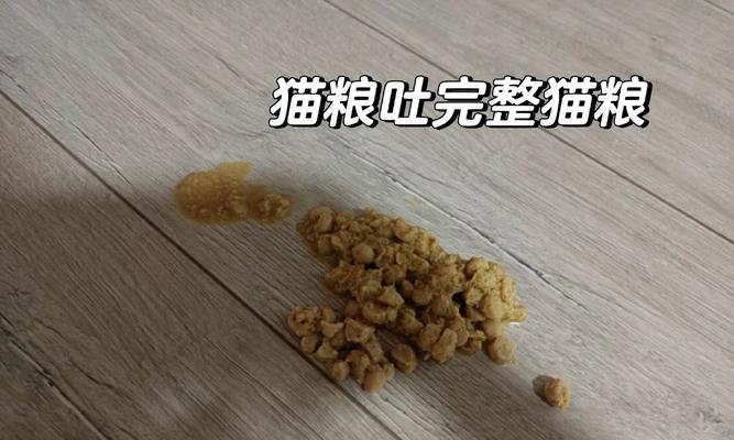 新换猫粮后猫食欲不振正常吗?可能的原因是什么?