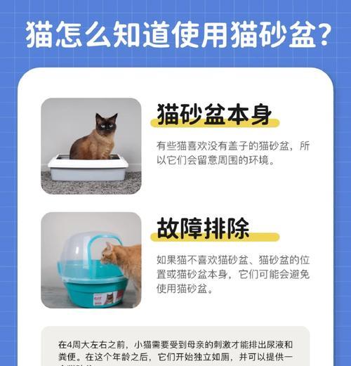家猫如何正确使用猫砂盆?