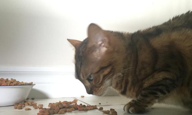 小猫长期吃猫粮的不良影响是什么？