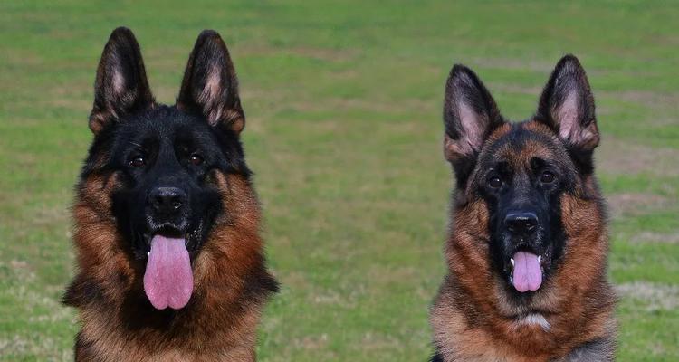一只德国牧羊犬的价格是多少?购买时需要注意什么?