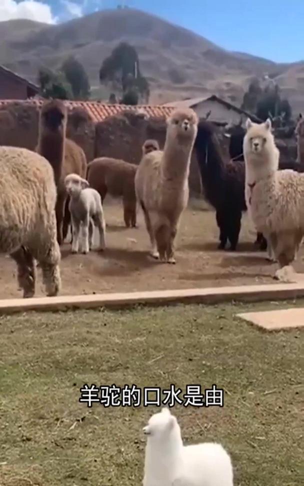 羊驼吐人会得什么病？羊驼吐出的物质会对人造成什么影响？