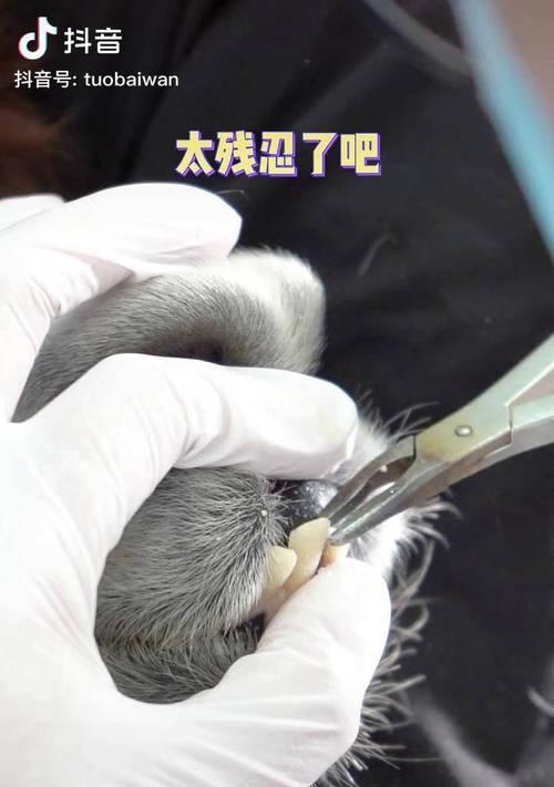 如果碰到羊驼牙齿受伤会有什么影响？