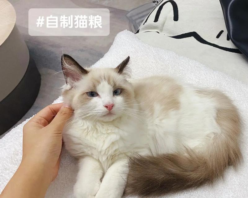 怎么制作干猫粮？干猫粮的制作方法有哪些？