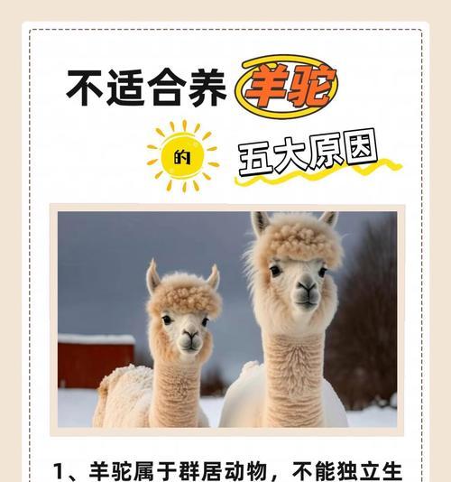 羊驼牙齿剪除的正确方法是什么？