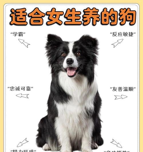 高阳阿龙德牧配种的价格是多少？