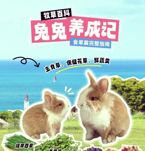 猫粮兔肉的口感如何？怎样烹饪才美味？