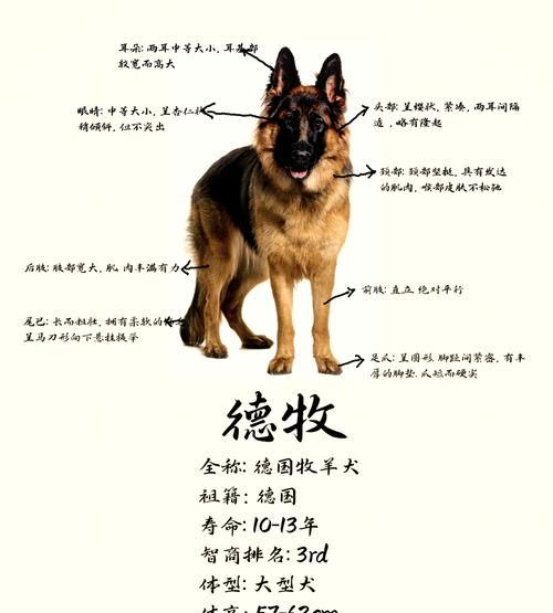 佛山狗市德牧的价格范围是多少？