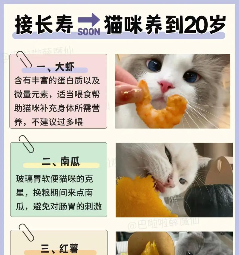 猫咪为何感觉猫粮嚼不动？嚼不动猫粮对猫咪有什么影响？