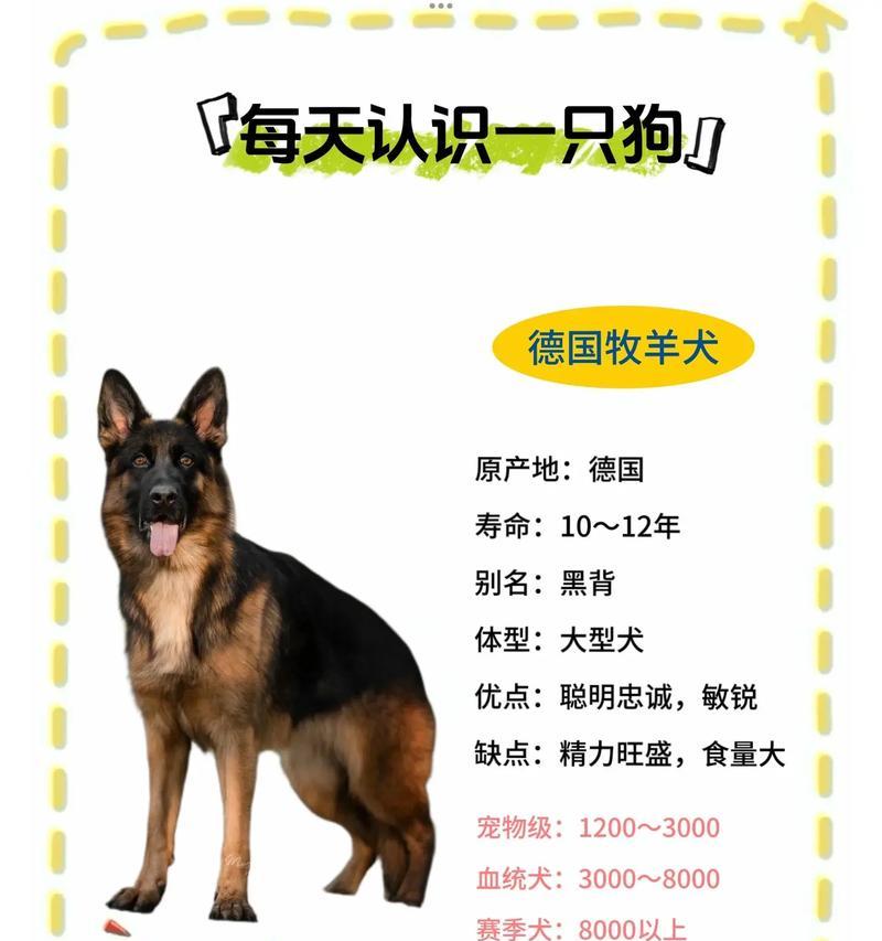 德牧坐下肩高多少正常？如何测量和评估德牧的肩高？