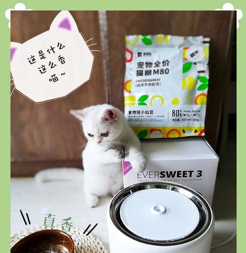 猫粮定时饮水器如何操作？使用中常见问题有哪些？