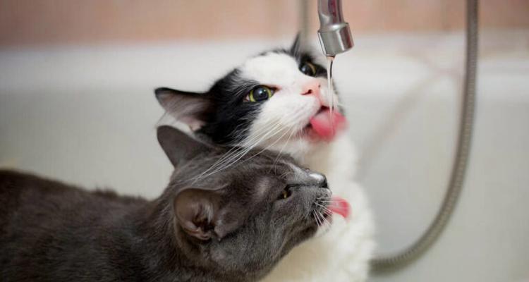 掰嘴喂猫粮的方法是什么?