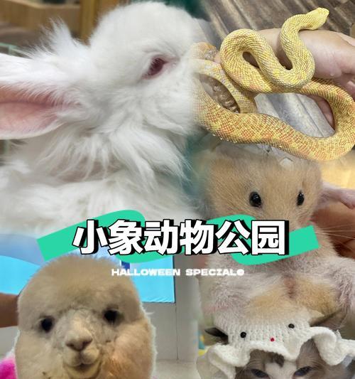 如何制作玉米粒拼羊驼？步骤是什么？