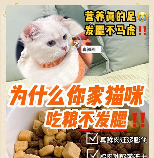 小猫有肉吃却拒绝猫粮是何原因?