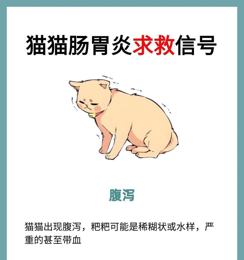 猫湿粮消化不良怎么办？如何改善猫的消化问题？