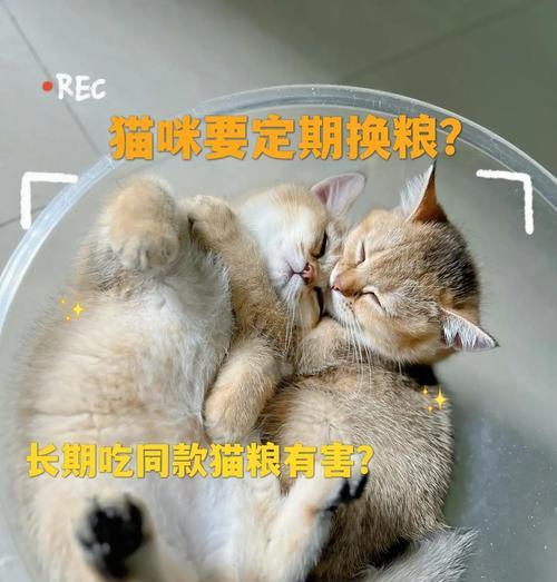 为何晚上需要收起猫粮?