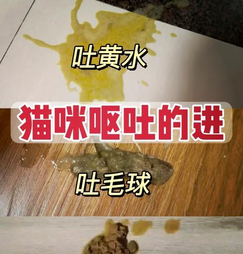 猫咪吃得多但老是吐猫粮吐水正常吗？如何处理这种情况？