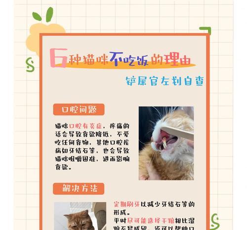 母猫吃幼猫粮的原因是什么？