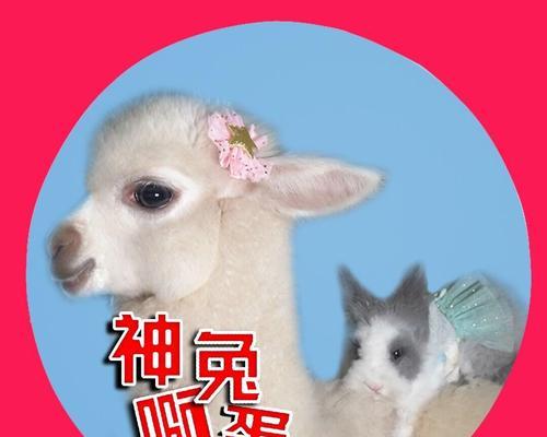 羊驼蛋有哪些潜在的用途?