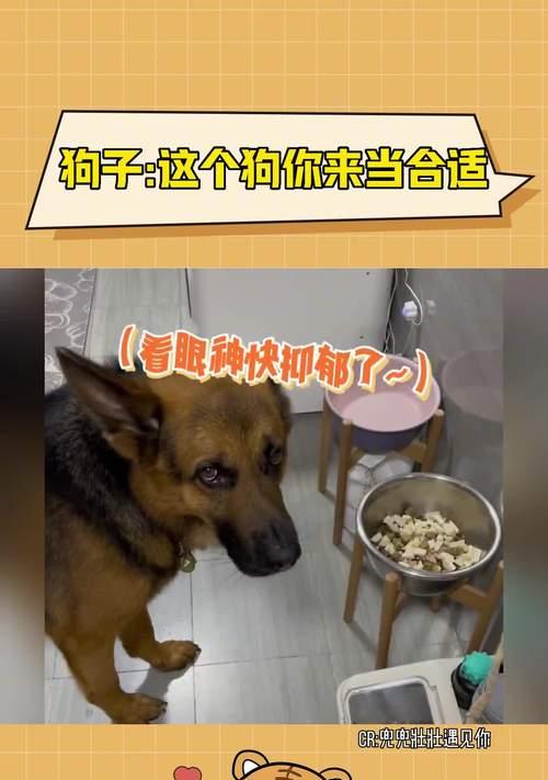 德牧每天需要多少自制饭?自制饭的正确配比是什么?