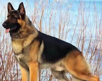 短毛德牧幼犬的饲养难度和价格是多少?