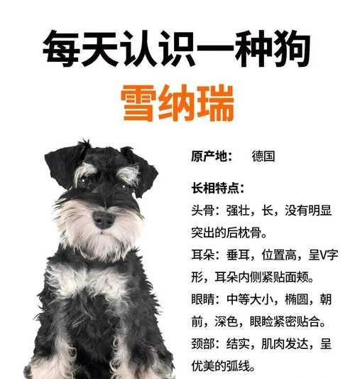 深圳训犬雪纳瑞多少钱？如何选择合适的训犬服务？