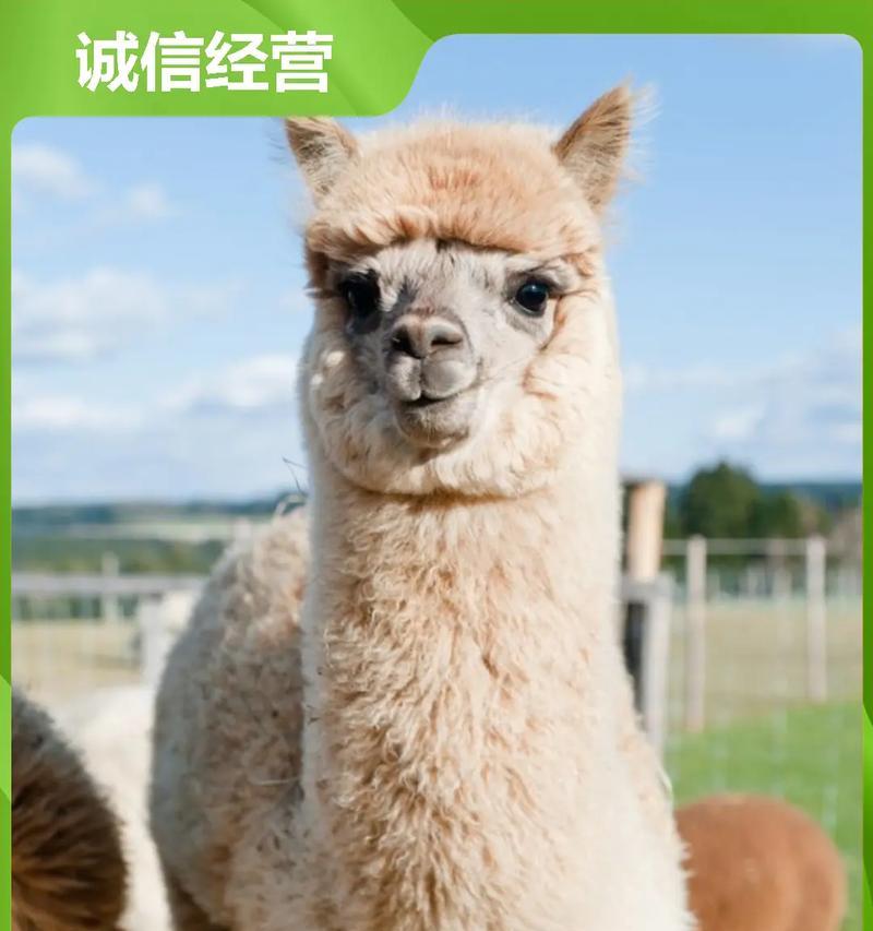 眼睛超大的羊驼品种是什么?羊驼品种的特征有哪些?