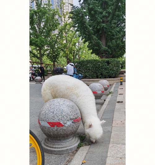 羊驼智能卫生间的设计亮点是什么？使用效果如何？