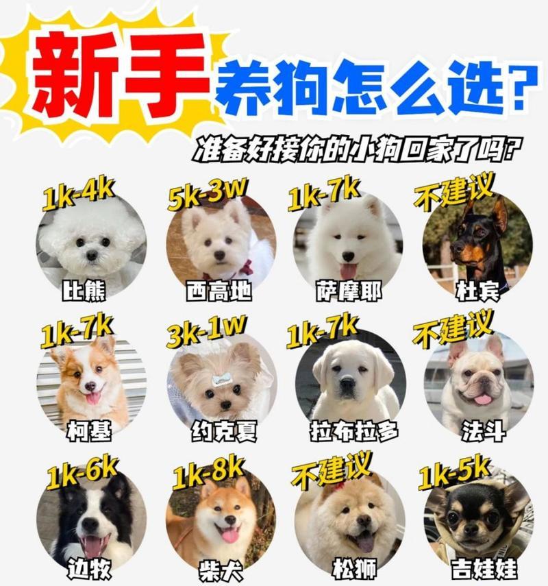 拉布拉多串串值不值得养?养狗前需要考虑哪些因素?