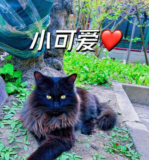 狮子猫繁育粮怎么喂?正确的喂食方法是什么?