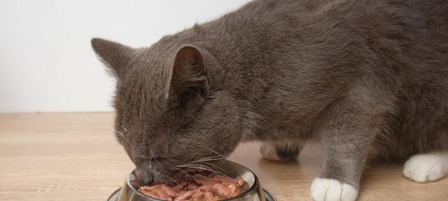 小猫在碗里吃猫粮睡觉是否健康？