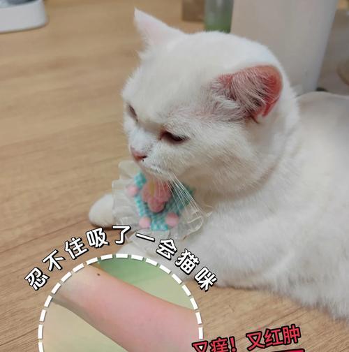 猫咪为何会突然对猫粮过敏？