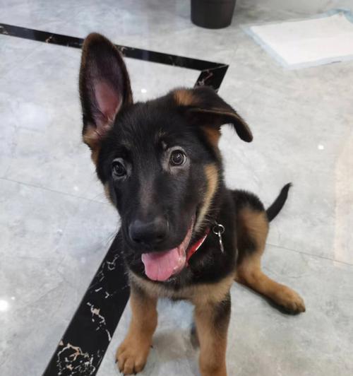 德牧三个月大一个月吃多少?如何合理安排德牧幼犬的饮食?