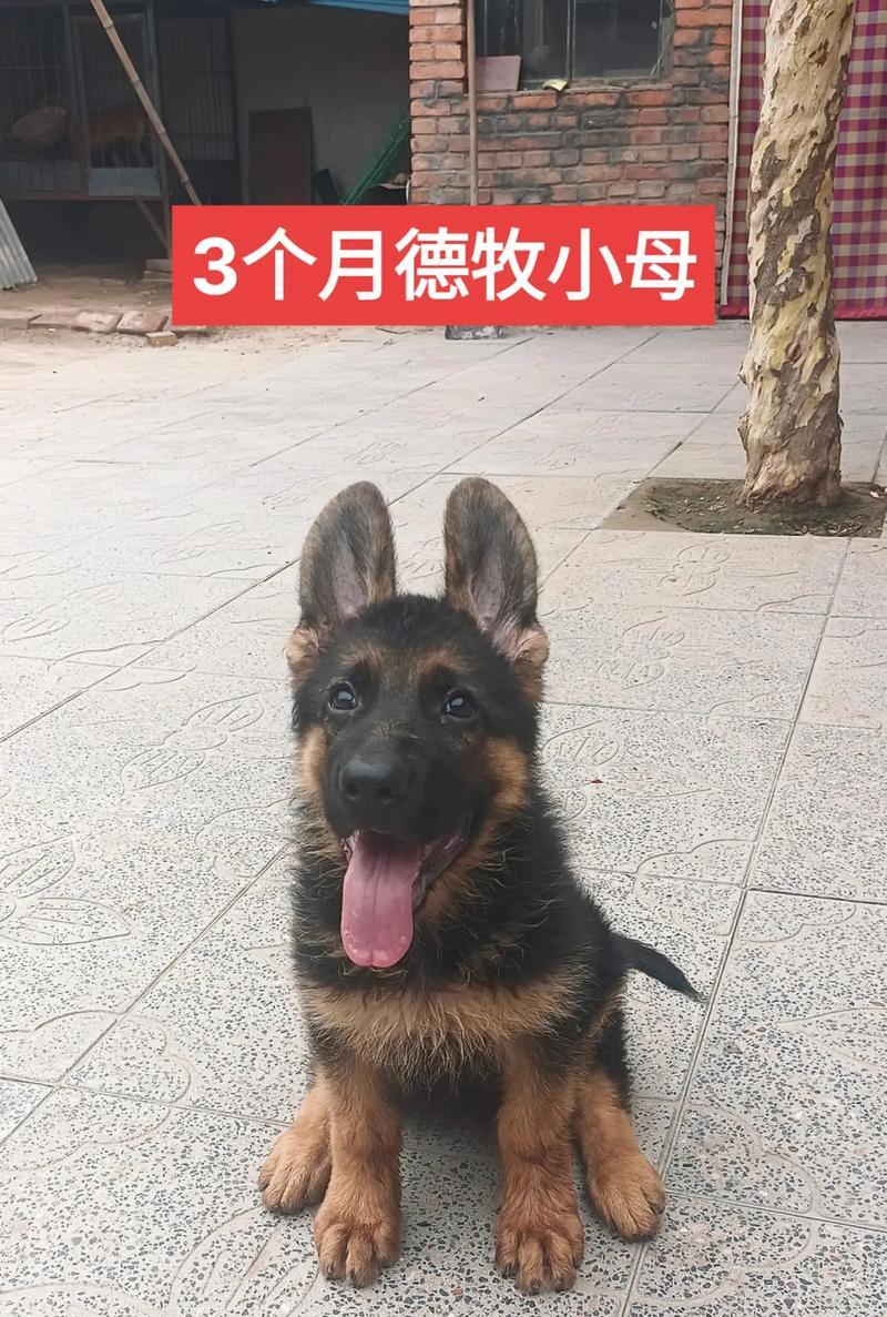 德牧母幼犬的售价是多少?购买时需考虑哪些因素?